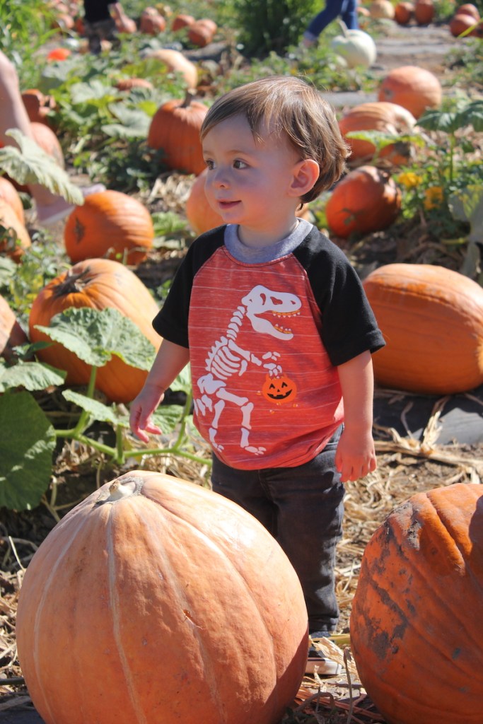toddler boy with halloween dinosaur skeleton shirt from Target smiling in a  pumpkin patch